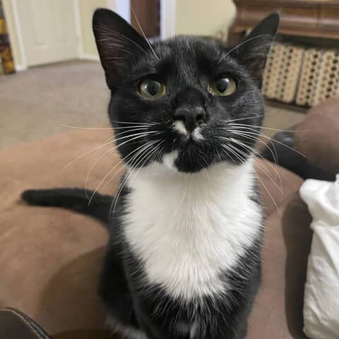 Sox