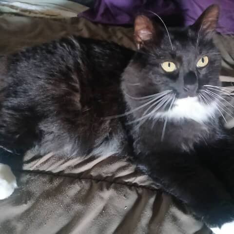 Oreo