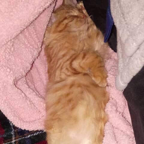 Peaches