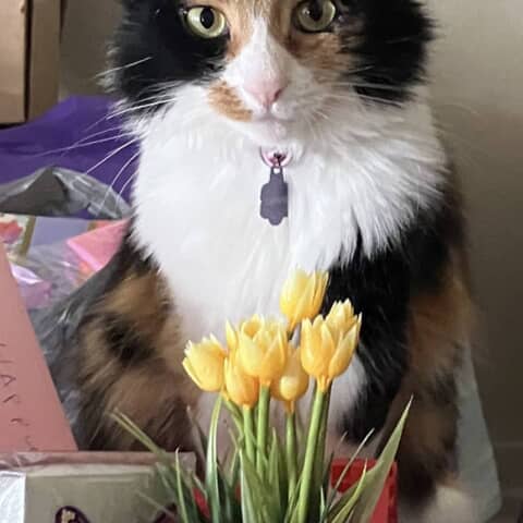 Cammi
