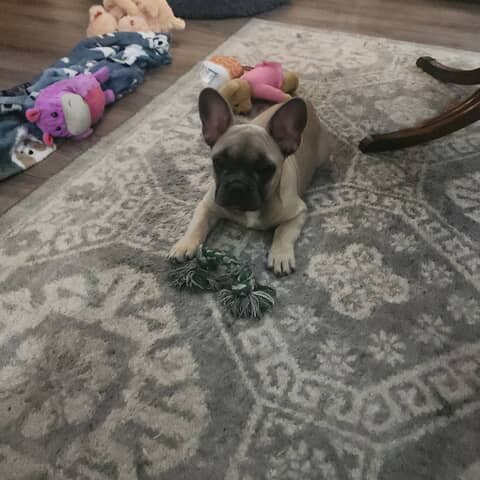 Aubie boy