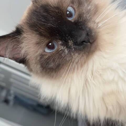 Nova