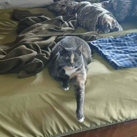 Kiwi