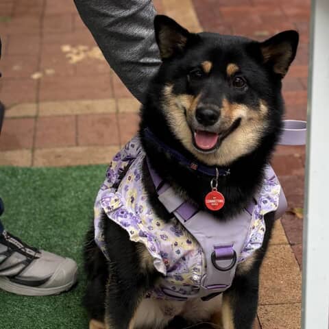 Inu