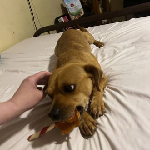 Brutus