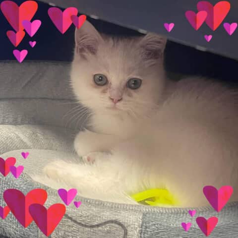Mia