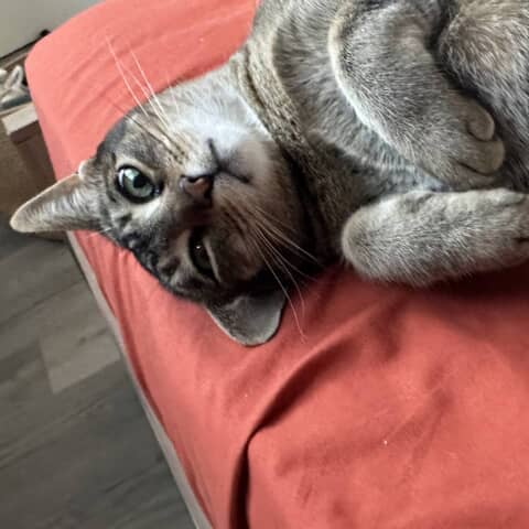 Tonka