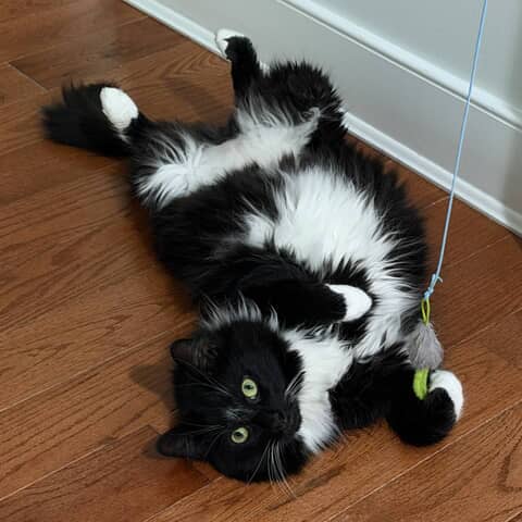Oreo