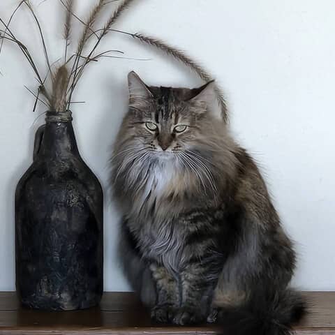 Maggie
