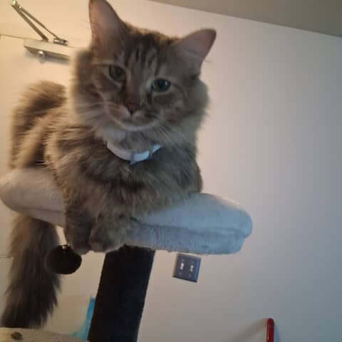 Kit Kat