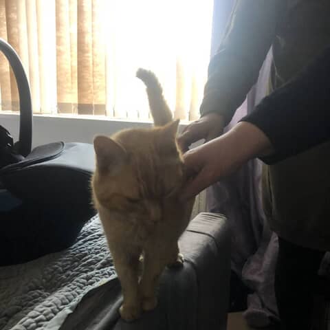 Ginger