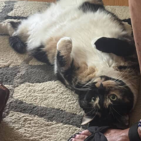 Callie