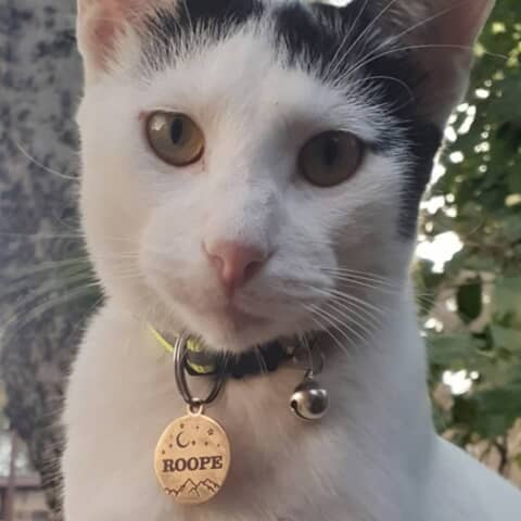 Roope