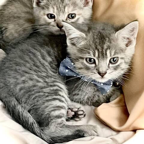 Archibald and snowflake