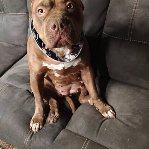 Kali