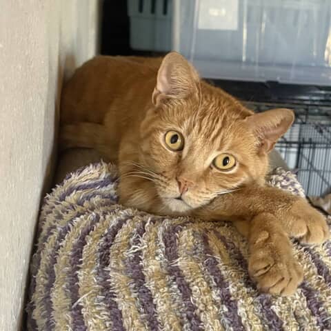 Ginger