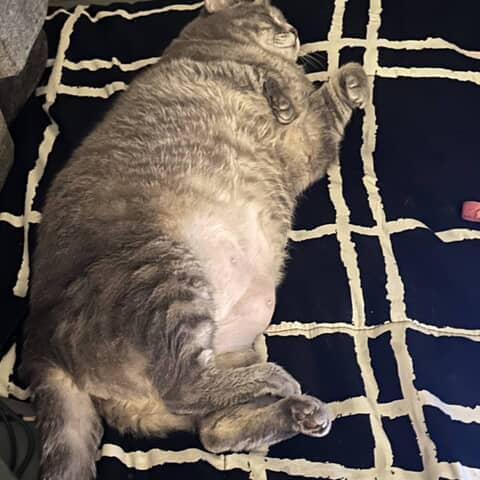 Fat cat Chloe