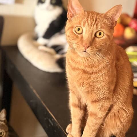 Ginger