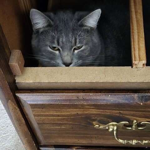 Wilson