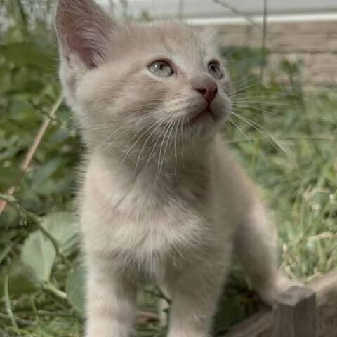 Bella