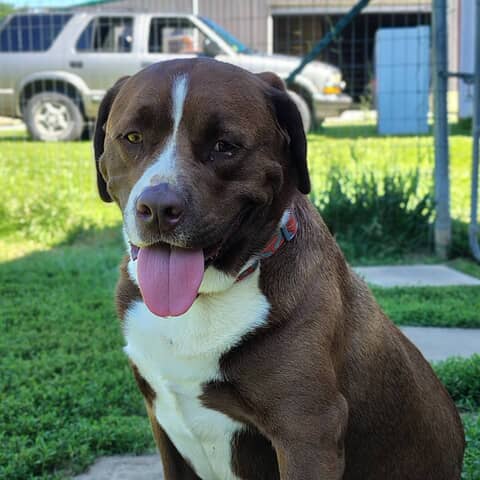 Capone