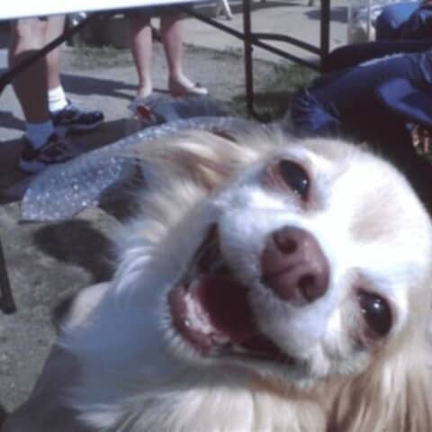 Taz