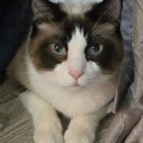 Cottonball