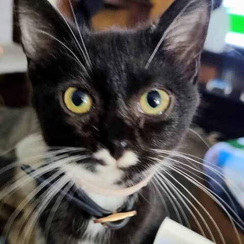 pistachio