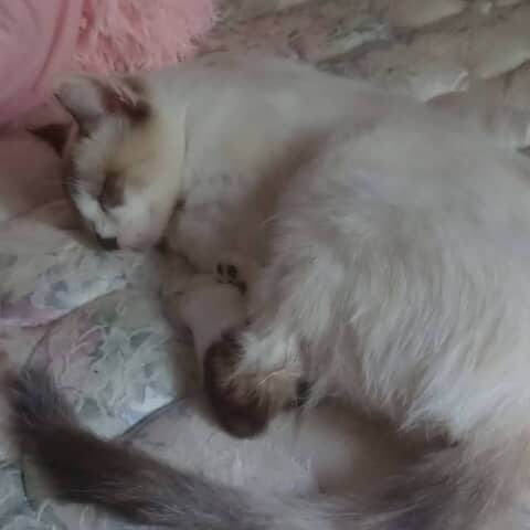 Snowball
