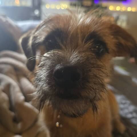 Henry