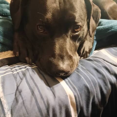 Koby