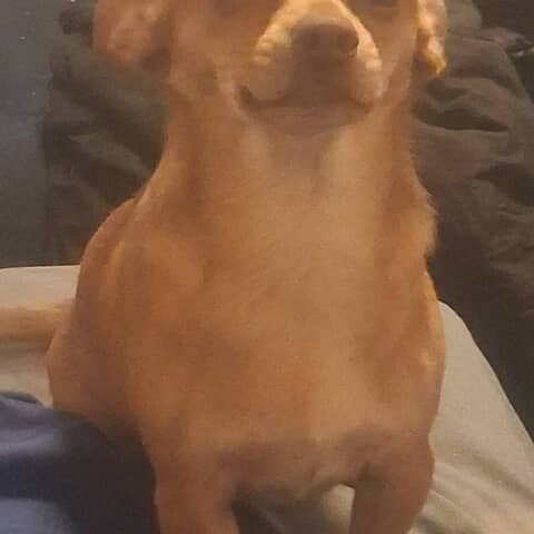 Peanut