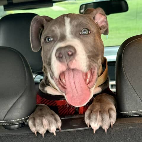 Knox