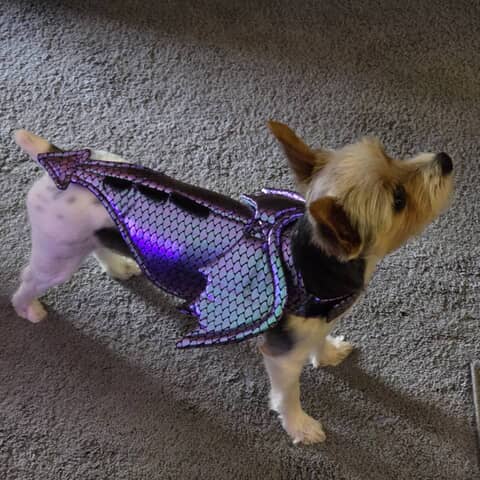 Remi
