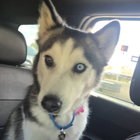 Sakari