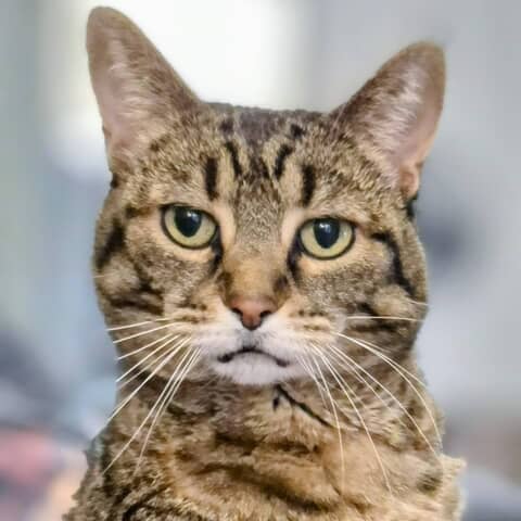 Nim