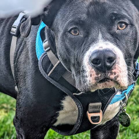 Blackie