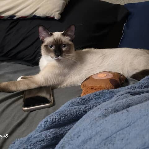 Rockeet