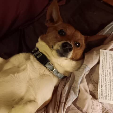 Lil Boy