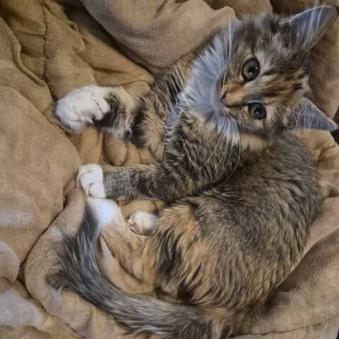 Cinnamon