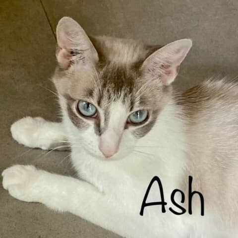 Ashli