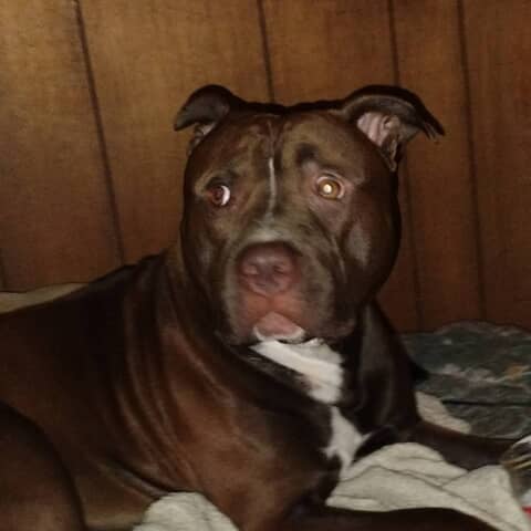 Bullet Holt