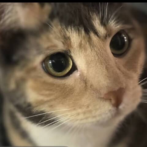 Padme