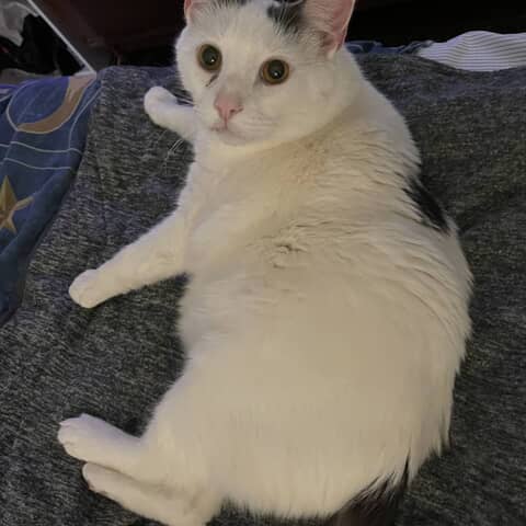 Leo