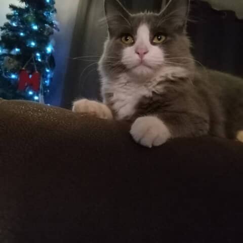 Roo