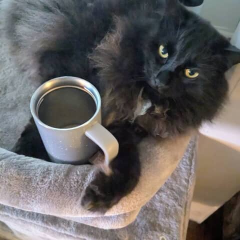 Poe van da Poes