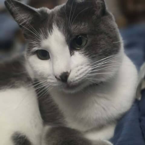 Lily