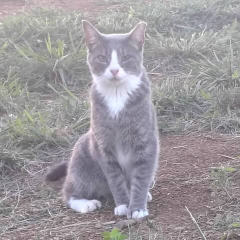Tough Guy
