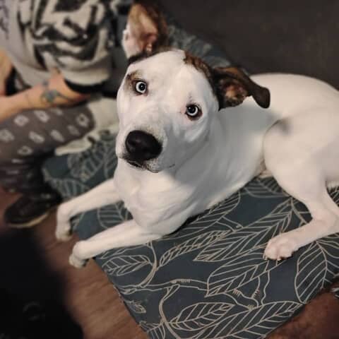 Odin