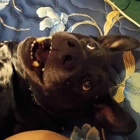 Diesel